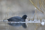 Image. Eurasian Coot
