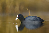 Image. Eurasian Coot