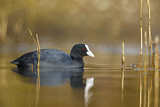 Image. Eurasian Coot