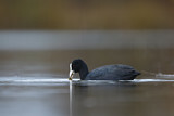 Image. Eurasian Coot