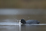 Image. Eurasian Coot