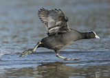 Image. Eurasian Coot