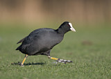 Image. Eurasian Coot