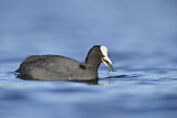 Image. Eurasian Coot
