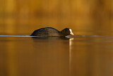 Image. Eurasian Coot