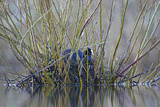 Image. Eurasian Coot