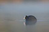 Image. Eurasian Coot