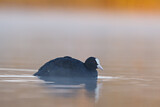 Image. Eurasian Coot
