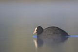 Image. Eurasian Coot