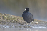 Image. Eurasian Coot