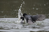 Image. Eurasian Coot