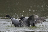 Image. Eurasian Coot