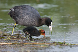 Image. Eurasian Coot
