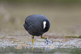 Image. Eurasian Coot