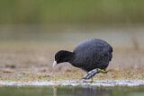 Image. Eurasian Coot
