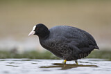 Image. Eurasian Coot