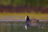 Image. Eurasian Coot