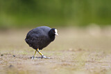 Image. Eurasian Coot