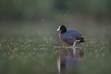 Image. Eurasian Coot