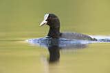 Image. Eurasian Coot