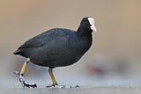 Image. Eurasian Coot
