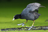 Image. Eurasian Coot