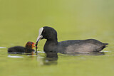 Image. Eurasian Coot
