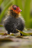 Image. Eurasian Coot
