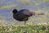 Image. Eurasian Coot