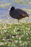 Image. Eurasian Coot