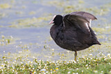 Image. Eurasian Coot