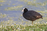 Image. Eurasian Coot
