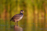 Image. Eurasian Coot