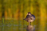 Image. Eurasian Coot