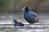 Image. Eurasian Coot