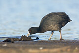 Image. Eurasian Coot