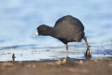 Image. Eurasian Coot
