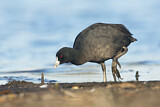 Image. Eurasian Coot