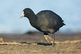 Image. Eurasian Coot