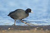 Image. Eurasian Coot