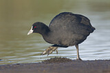 Image. Eurasian Coot