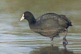 Image. Eurasian Coot