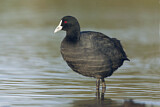 Image. Eurasian Coot