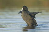 Image. Eurasian Coot
