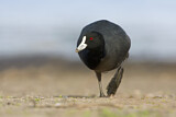 Image. Eurasian Coot