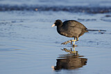 Image. Eurasian Coot