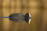 Image. Eurasian Coot