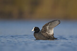Image. Eurasian Coot