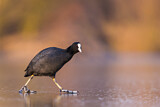 Image. Eurasian Coot