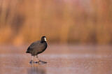 Image. Eurasian Coot
